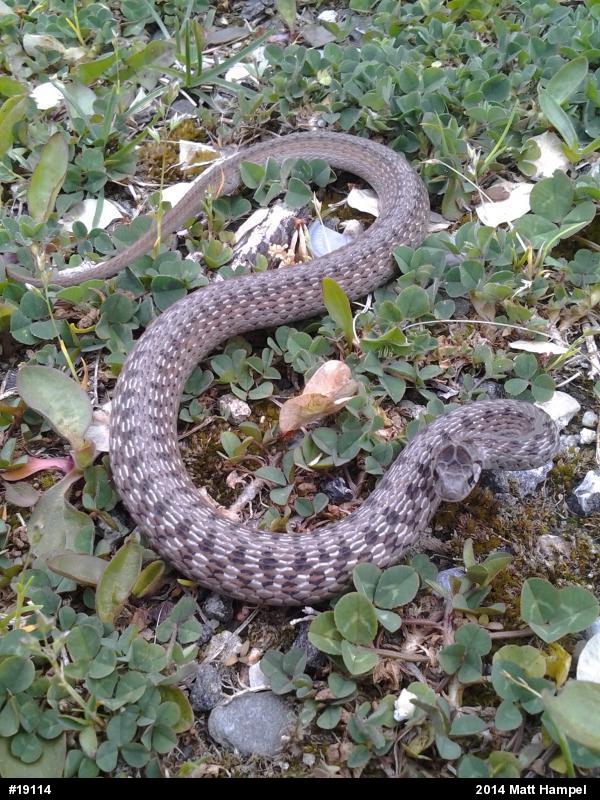 Dekay's Brownsnake