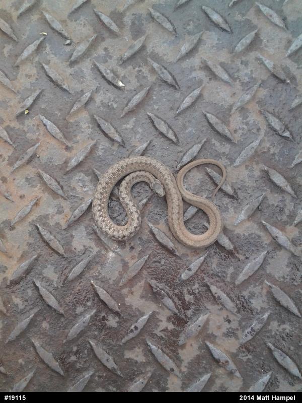 Dekay's Brownsnake