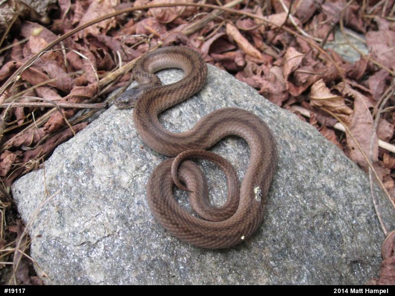 Dekay's Brownsnake