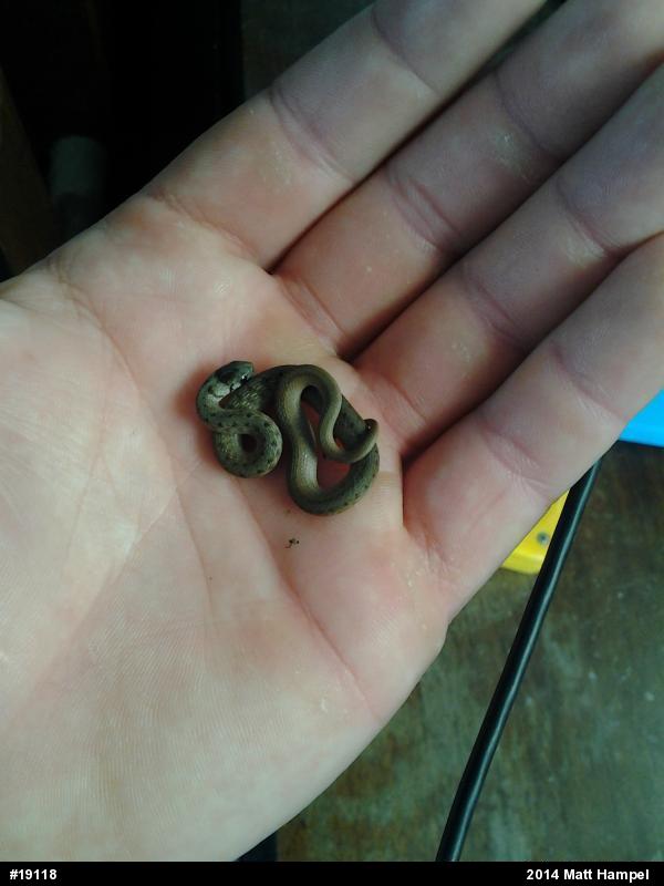 Dekay's Brownsnake