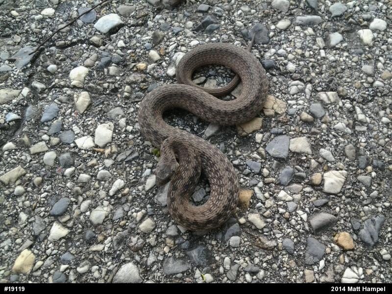 Dekay's Brownsnake