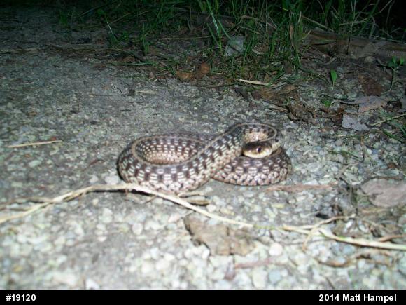 Eastern Gartersnake