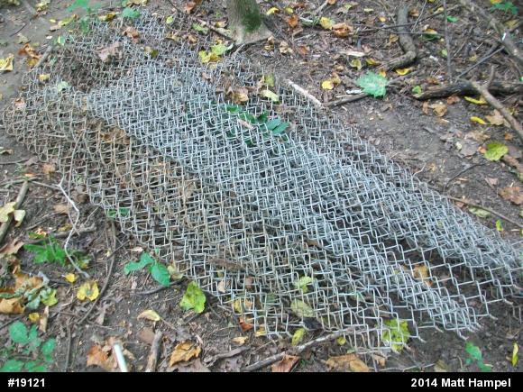 Eastern Gartersnake