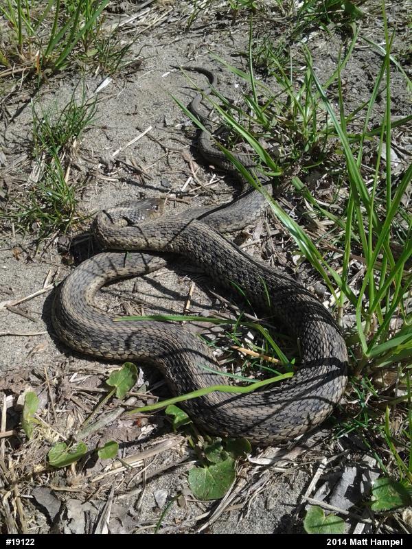 Eastern Gartersnake