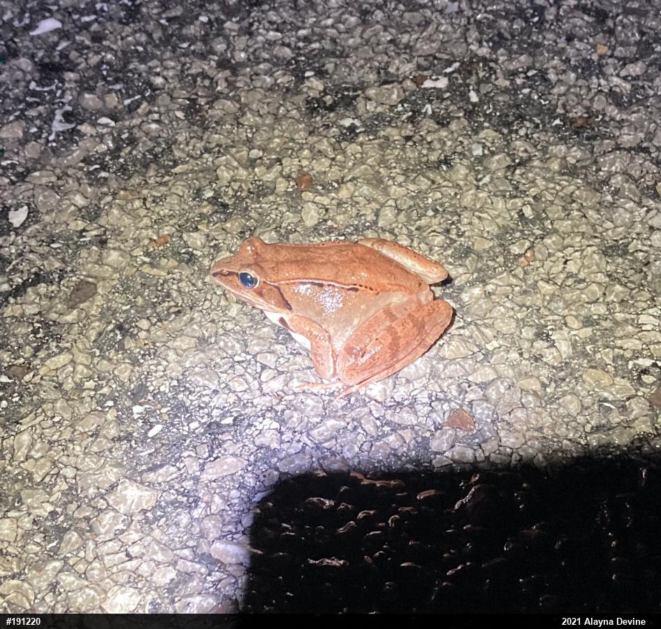 Wood Frog