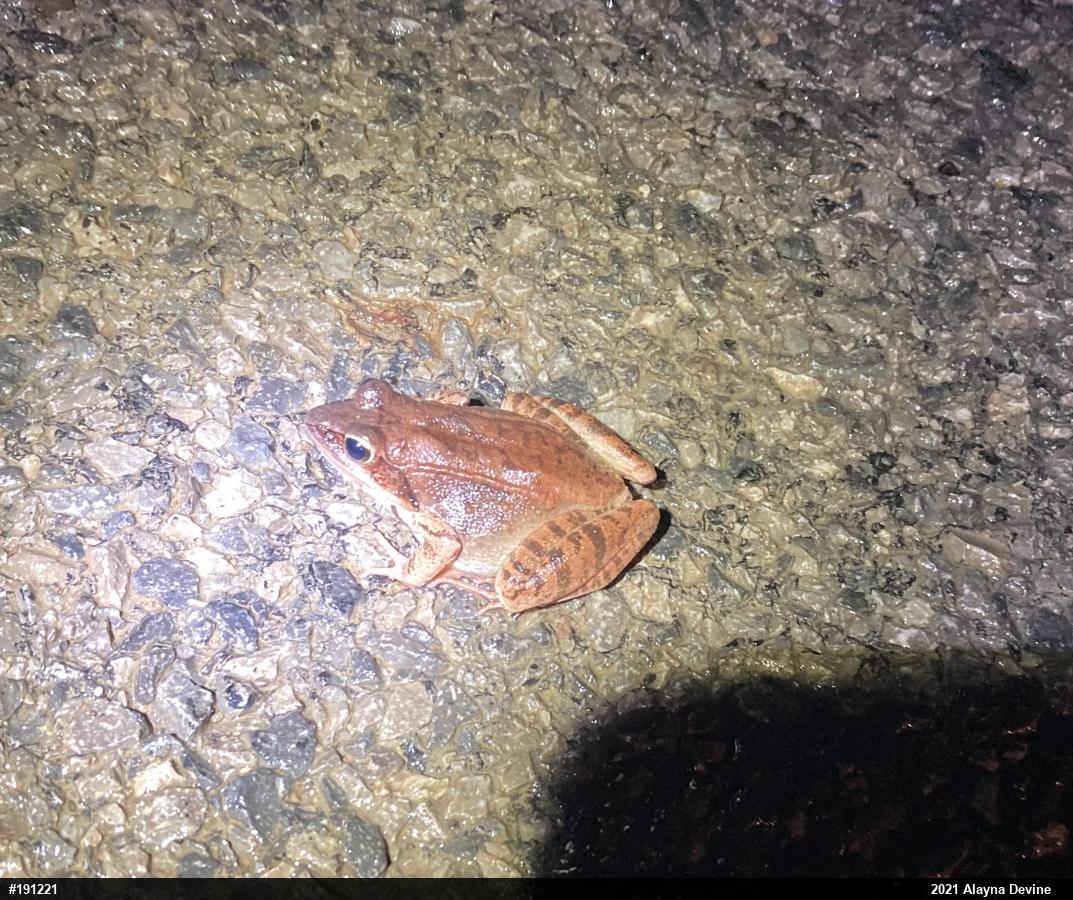 Wood Frog