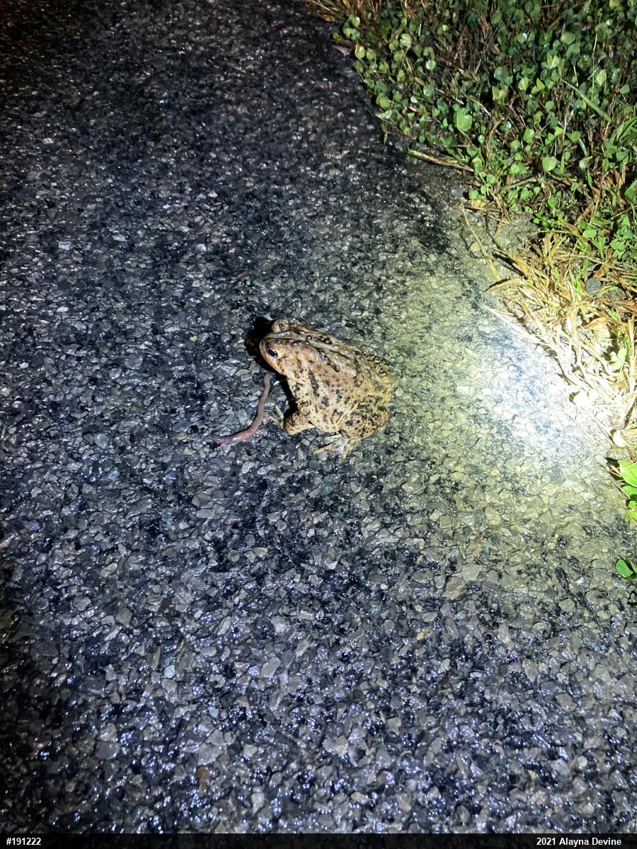Eastern American Toad