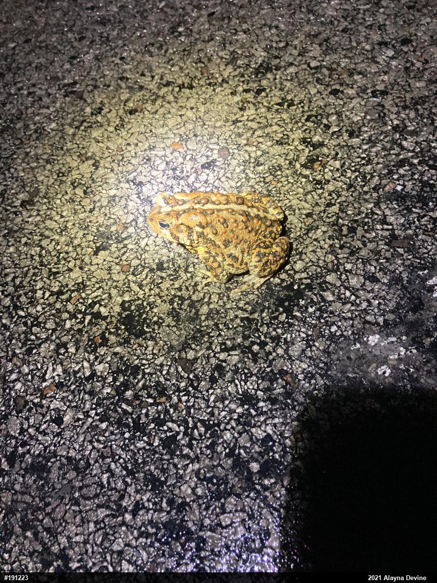 Eastern American Toad