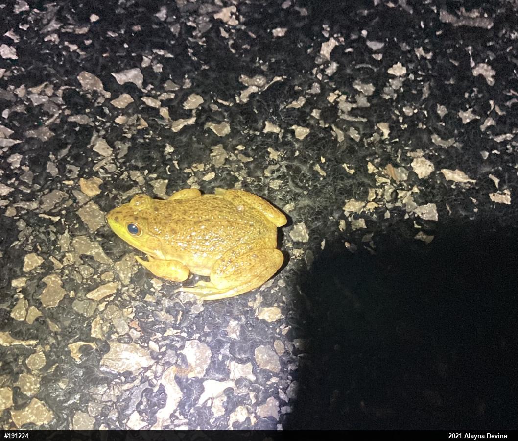 American Bullfrog