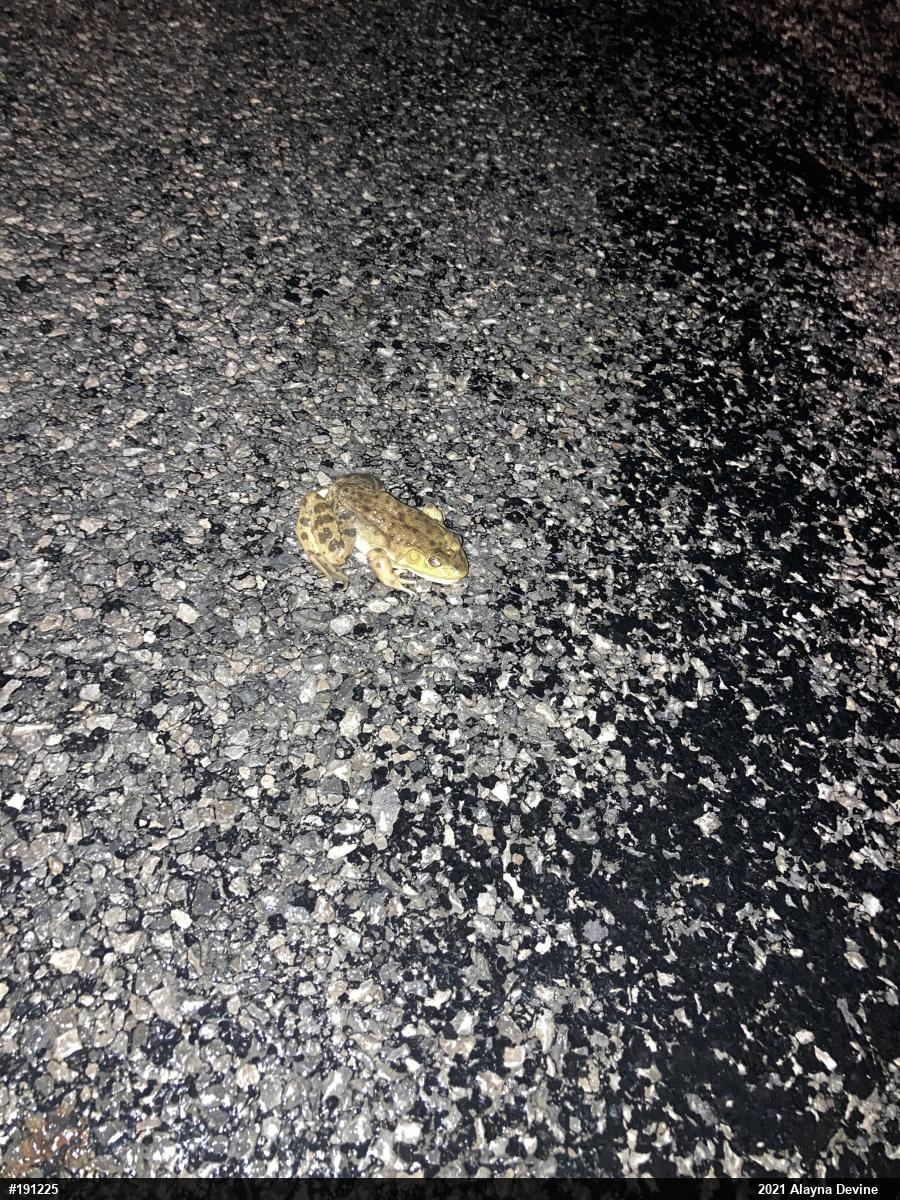 American Bullfrog
