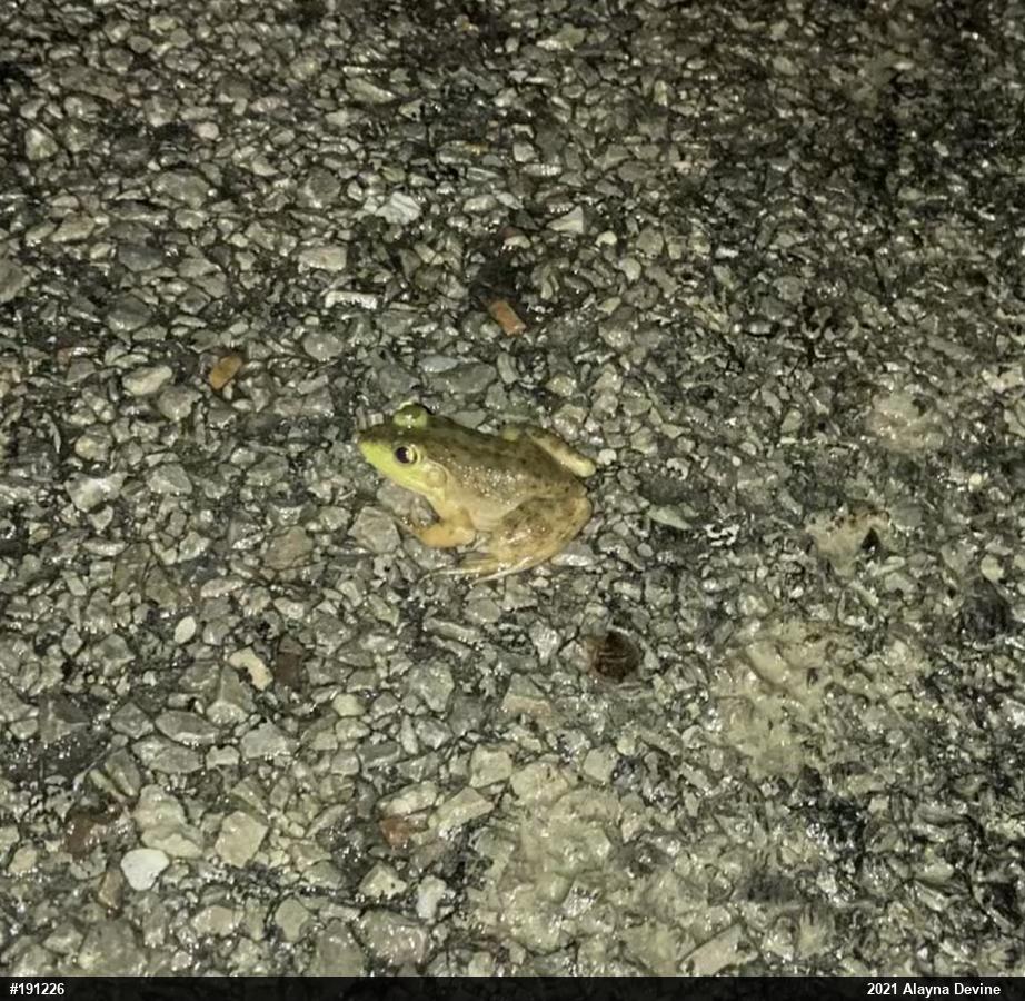 American Bullfrog