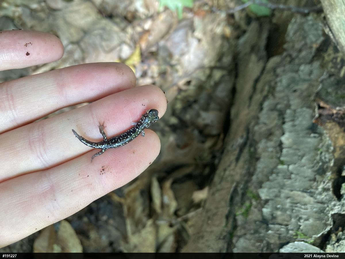 Northern Slimy Salamander