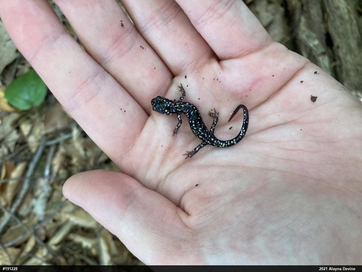 Northern Slimy Salamander
