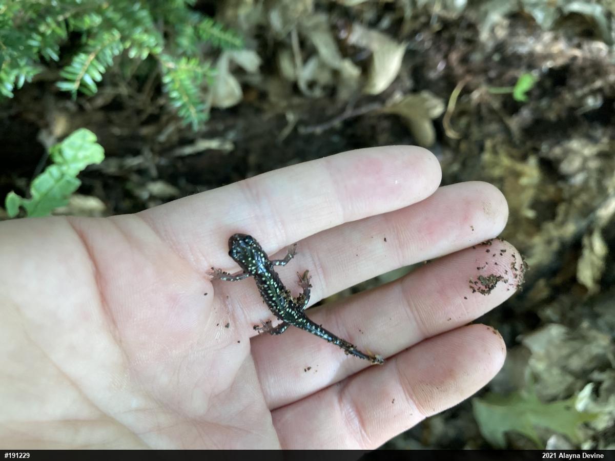 Northern Slimy Salamander
