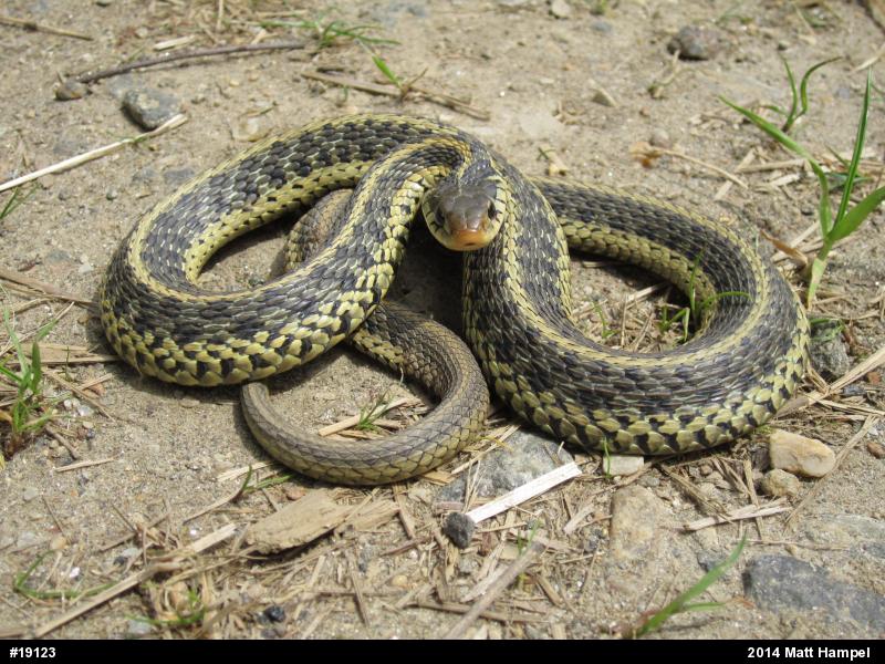 Eastern Gartersnake