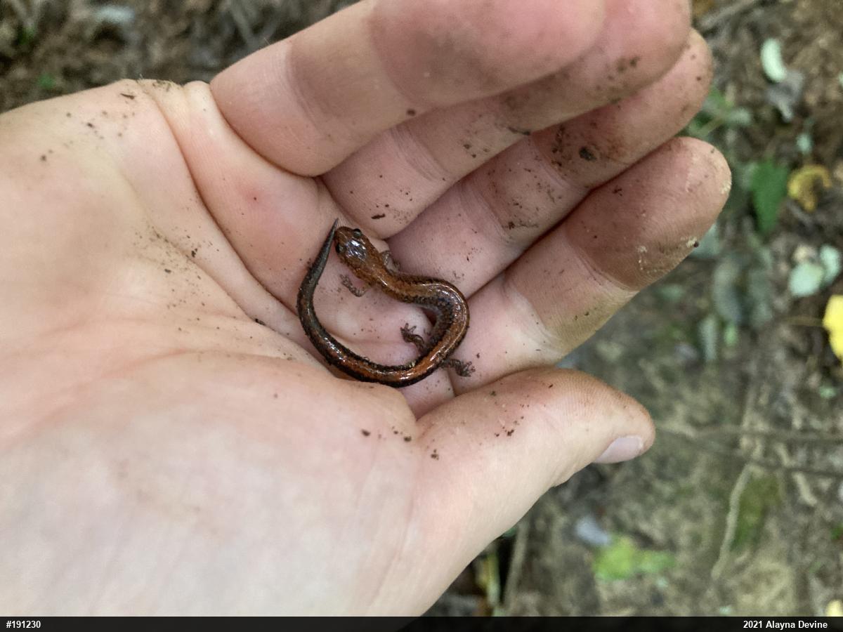 Eastern Red-backed  Salamander
