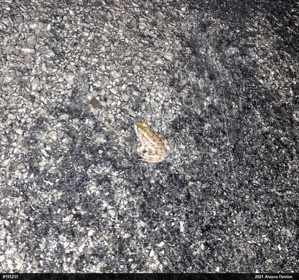 Green Frog