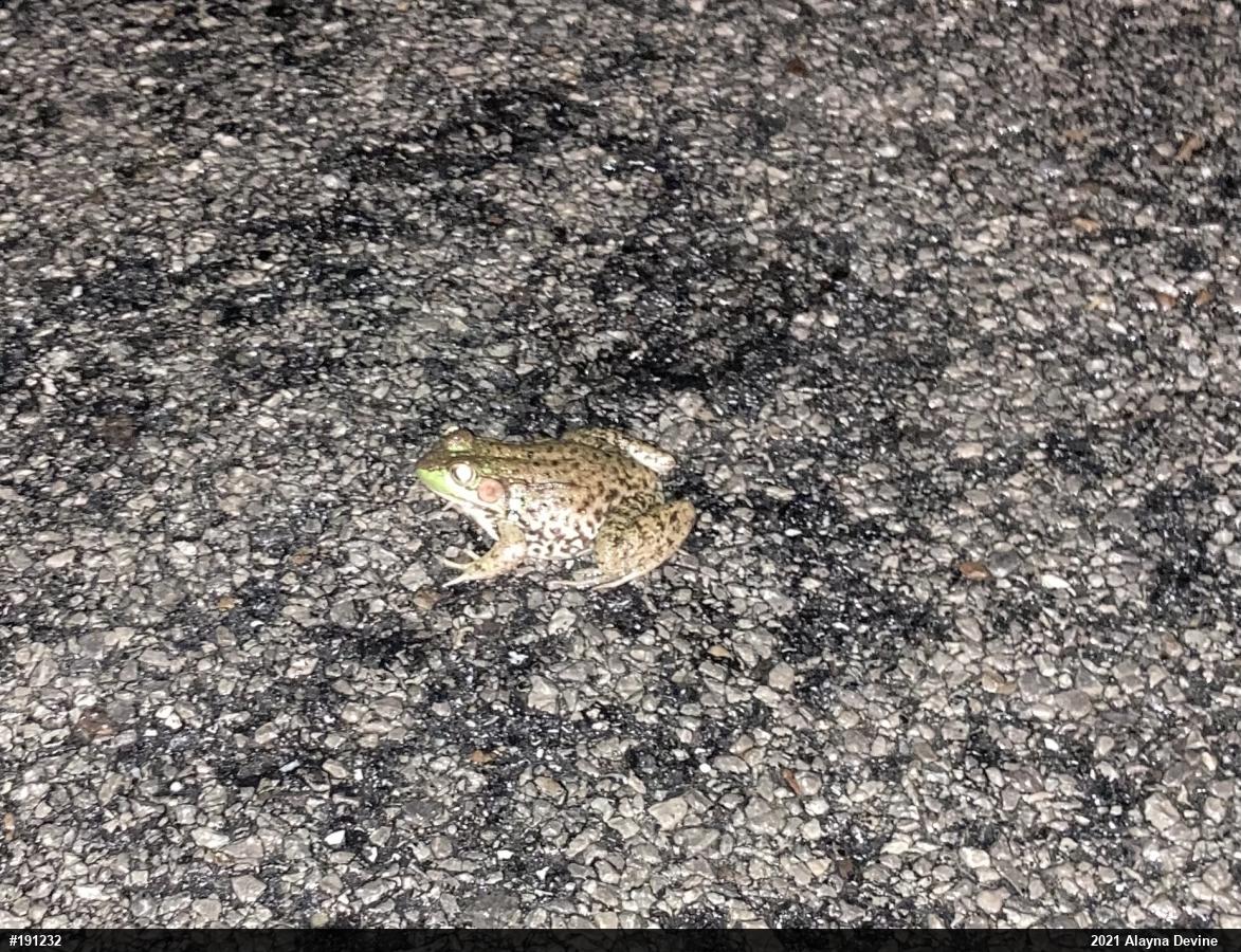 Green Frog
