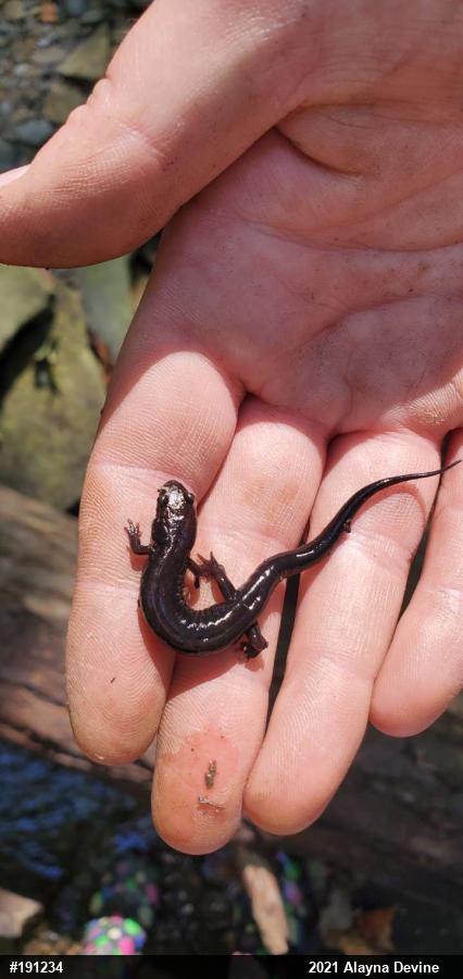 Allegheny Mountain Dusky Salamander