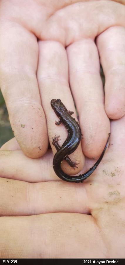Allegheny Mountain Dusky Salamander