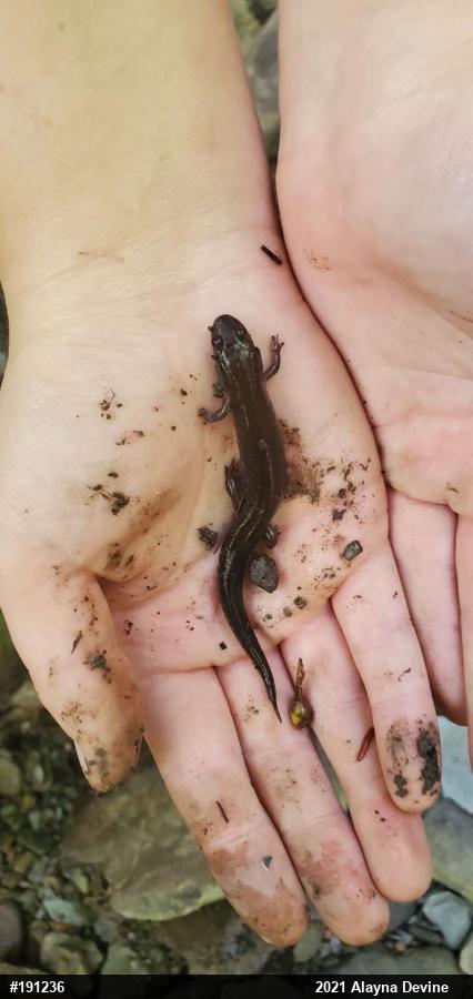 Northern Dusky Salamander