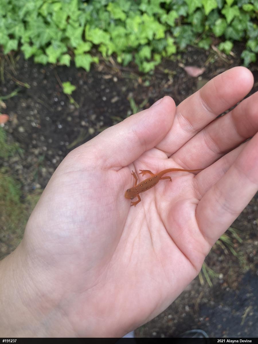 Red-spotted Newt