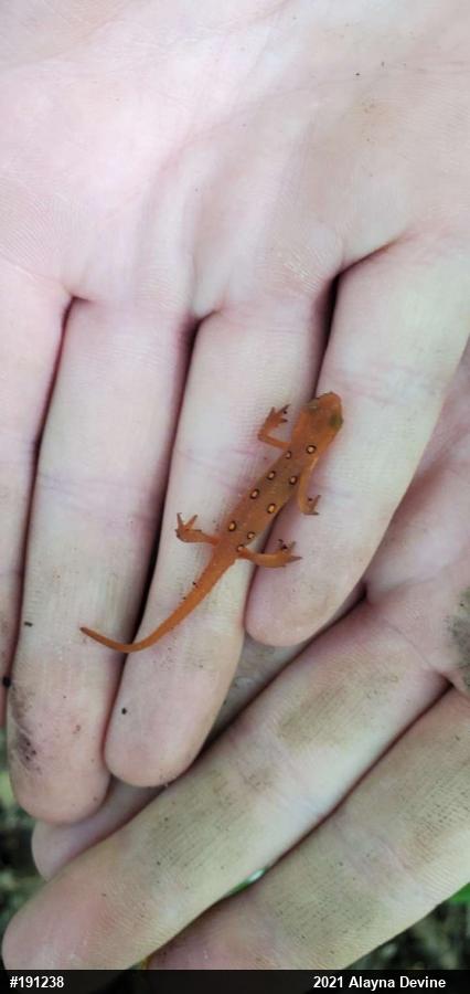 Red-spotted Newt