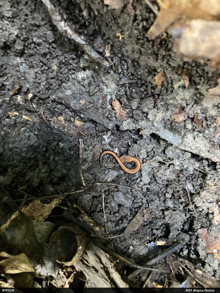 Eastern Red-backed  Salamander