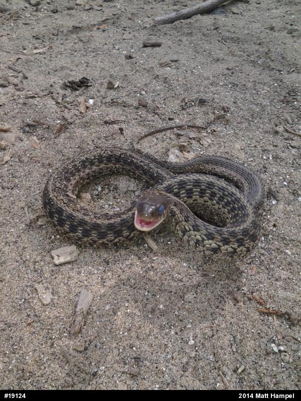 Eastern Gartersnake