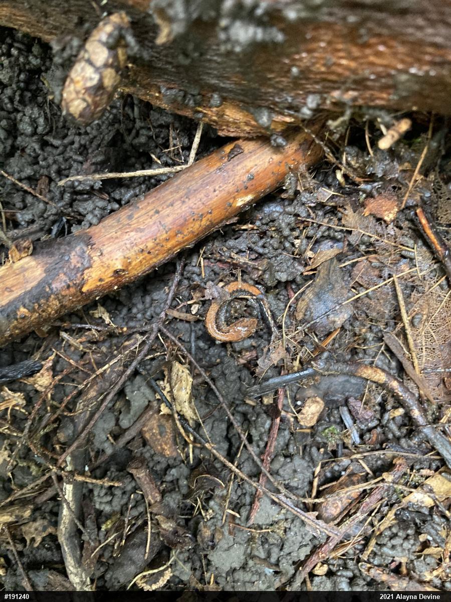Eastern Red-backed  Salamander