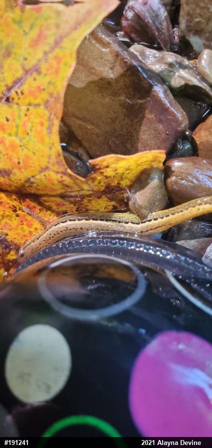 Northern Two-lined Salamander