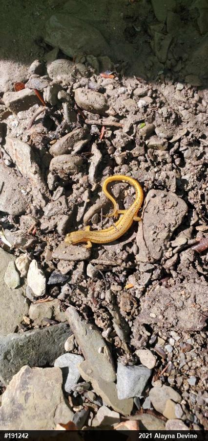 Northern Two-lined Salamander