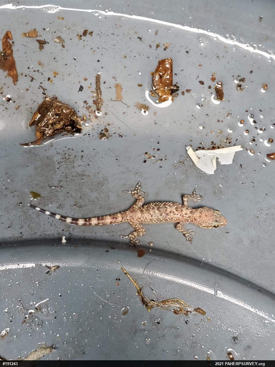 Mediterranean House Geckos