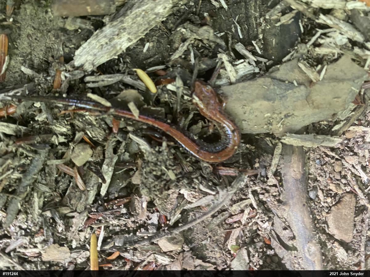 Eastern Red-backed  Salamander