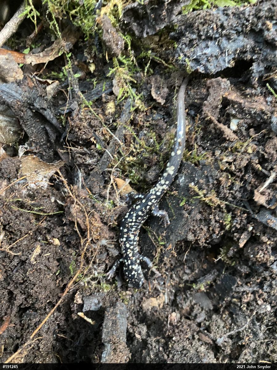 Northern Slimy Salamander