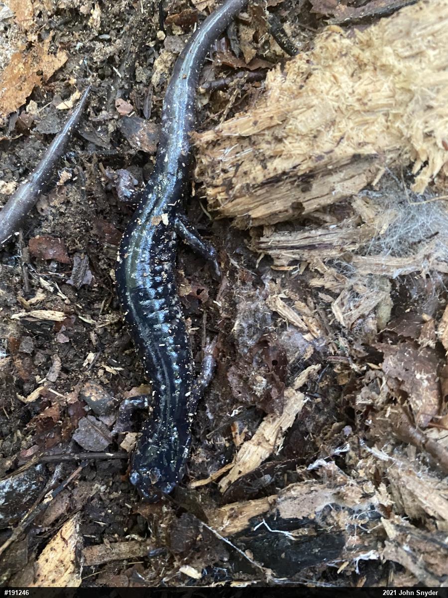 Northern Slimy Salamander