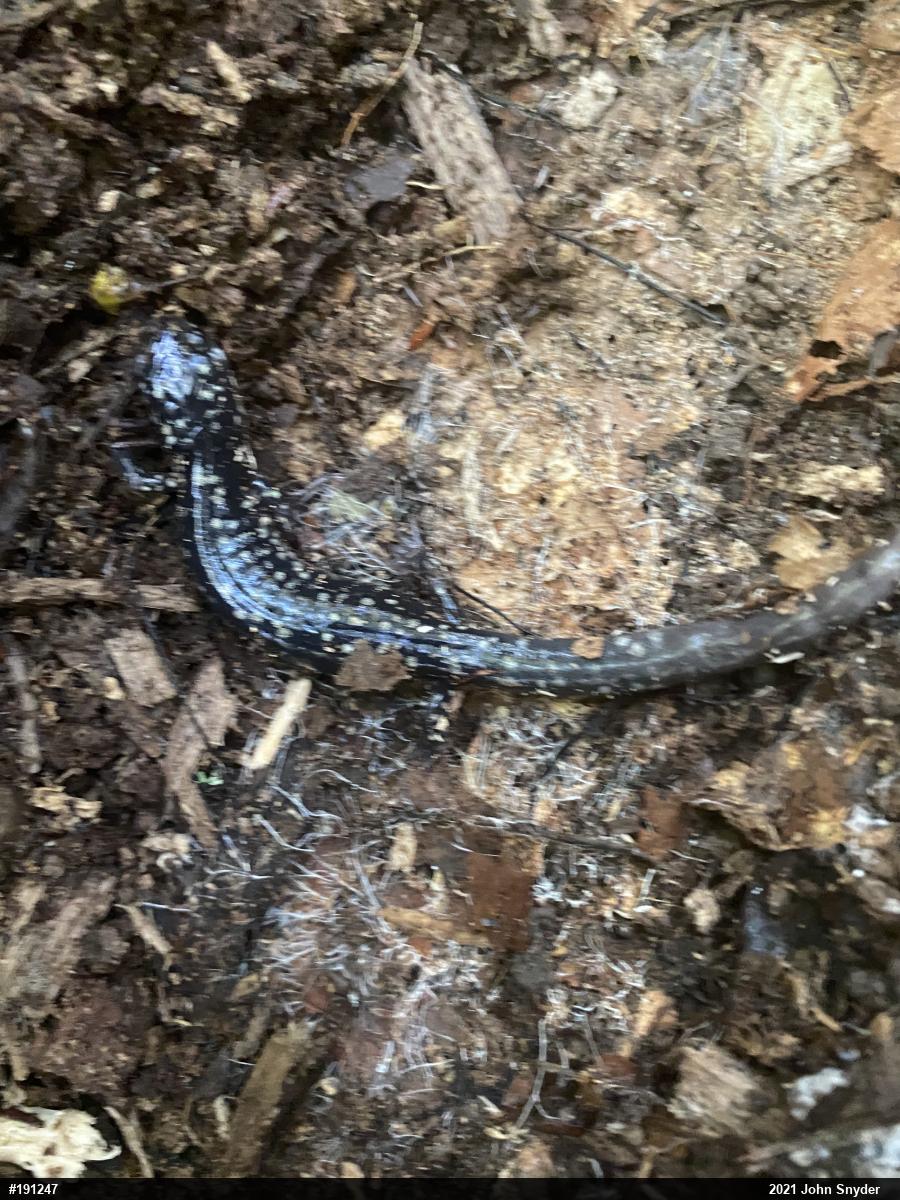 Northern Slimy Salamander