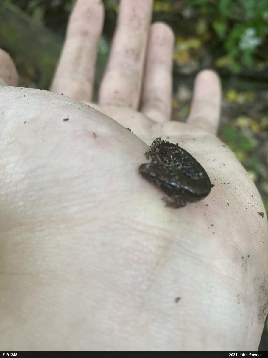 Allegheny Mountain Dusky Salamander