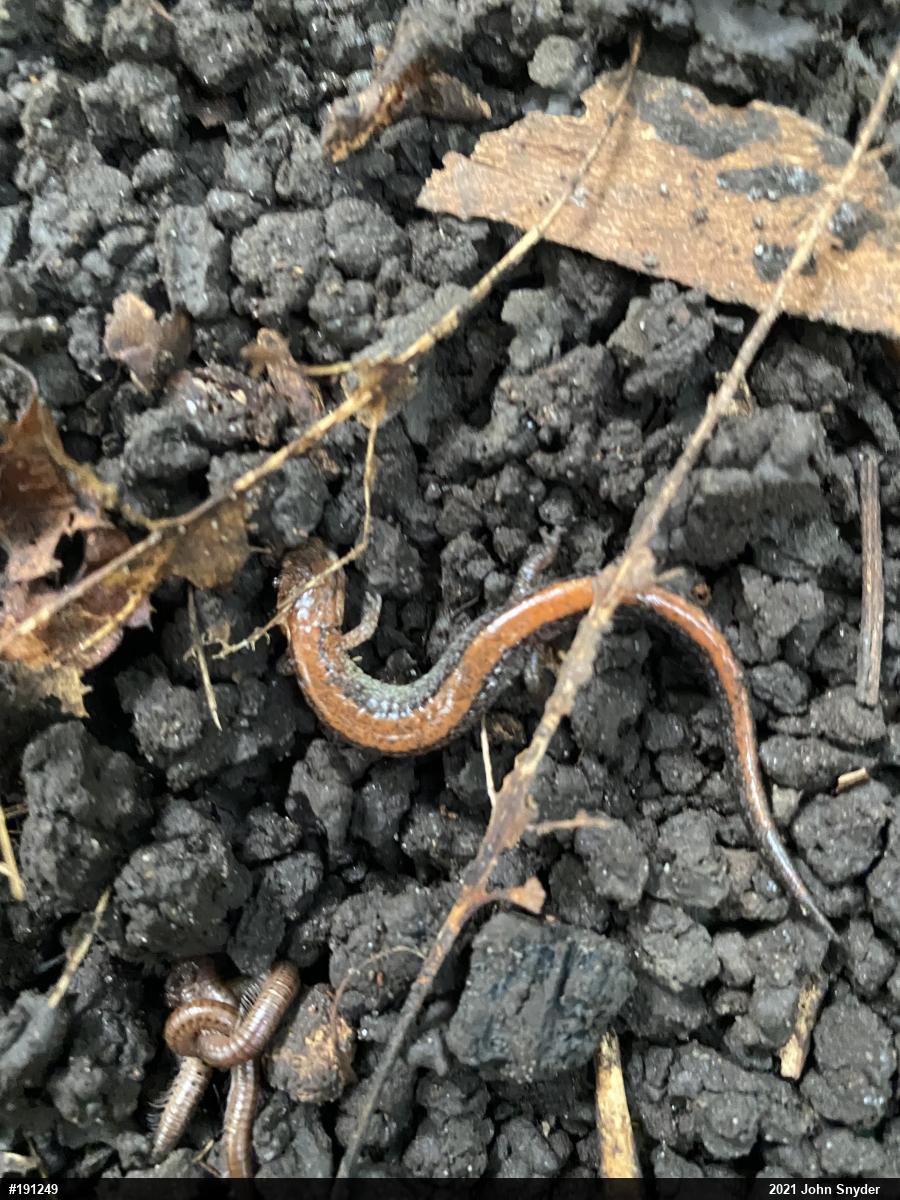 Eastern Red-backed  Salamander
