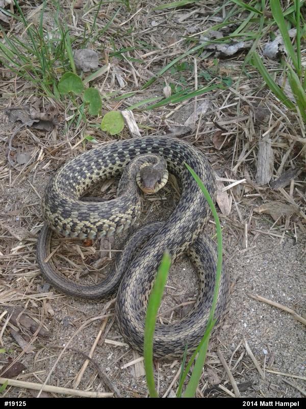 Eastern Gartersnake