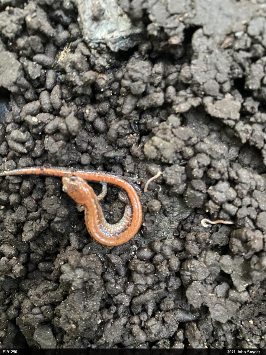Eastern Red-backed  Salamander