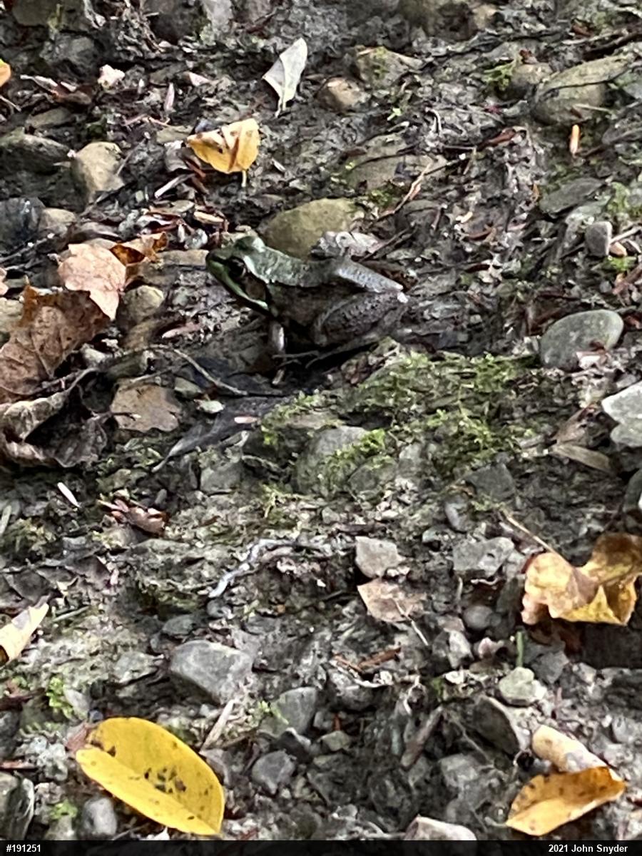 Green Frog