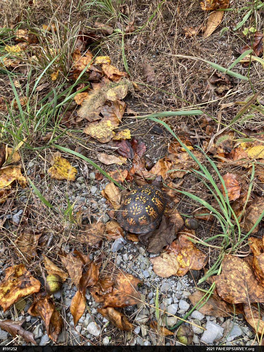 Eastern Box Turtle
