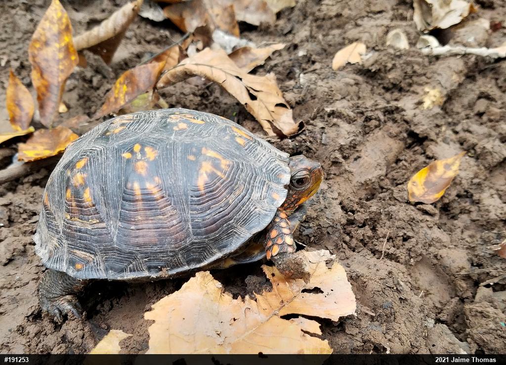 Eastern Box Turtle