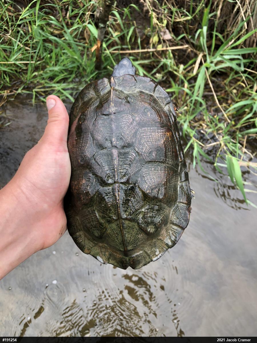 Wood Turtle