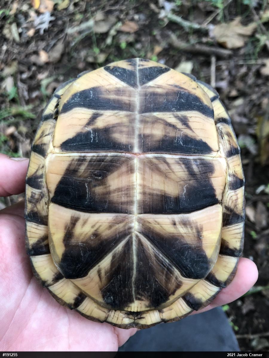 Eastern Box Turtle