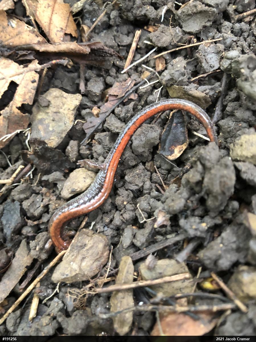 Eastern Red-backed  Salamander