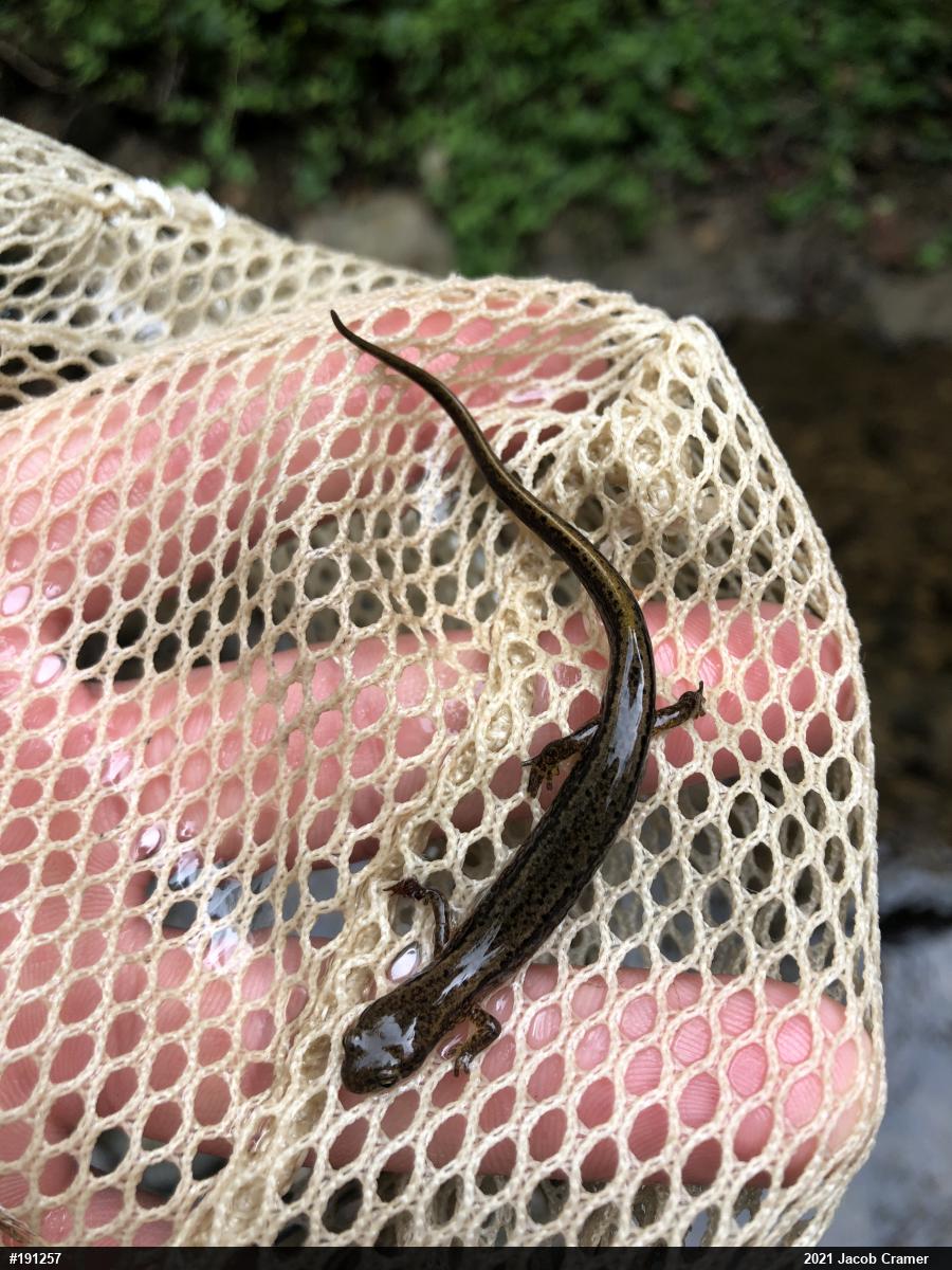 Northern Two-lined Salamander