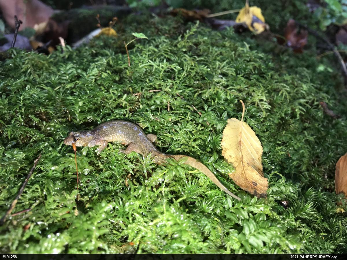 Northern Dusky Salamander