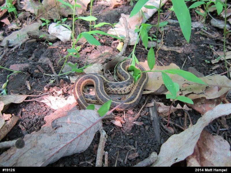 Eastern Gartersnake